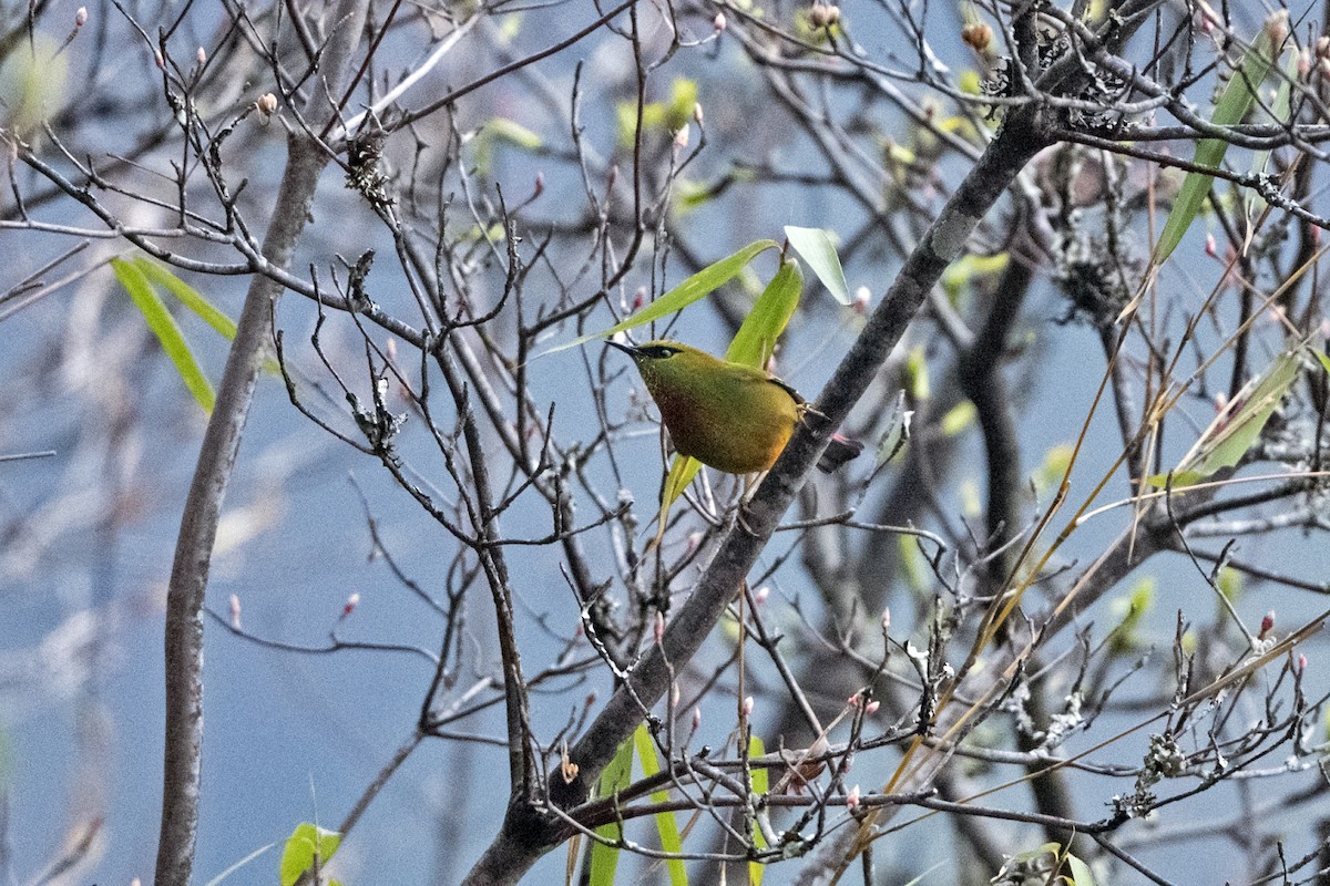 Fire-tailed Myzornis - ML645138079