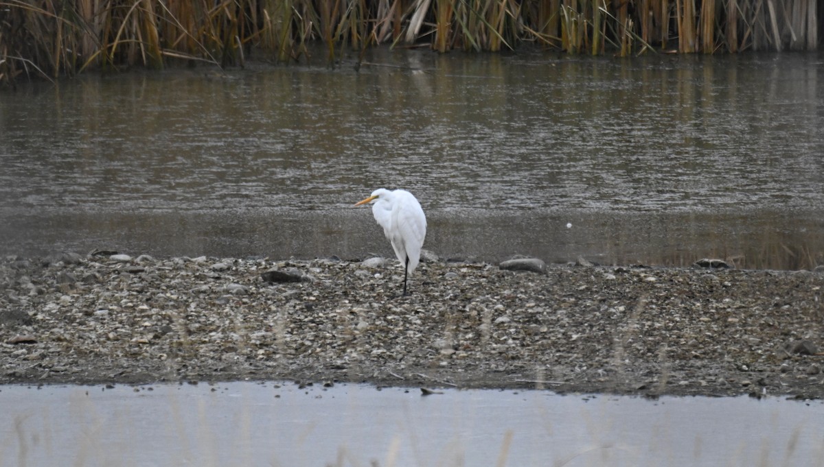Great Egret - ML645138080