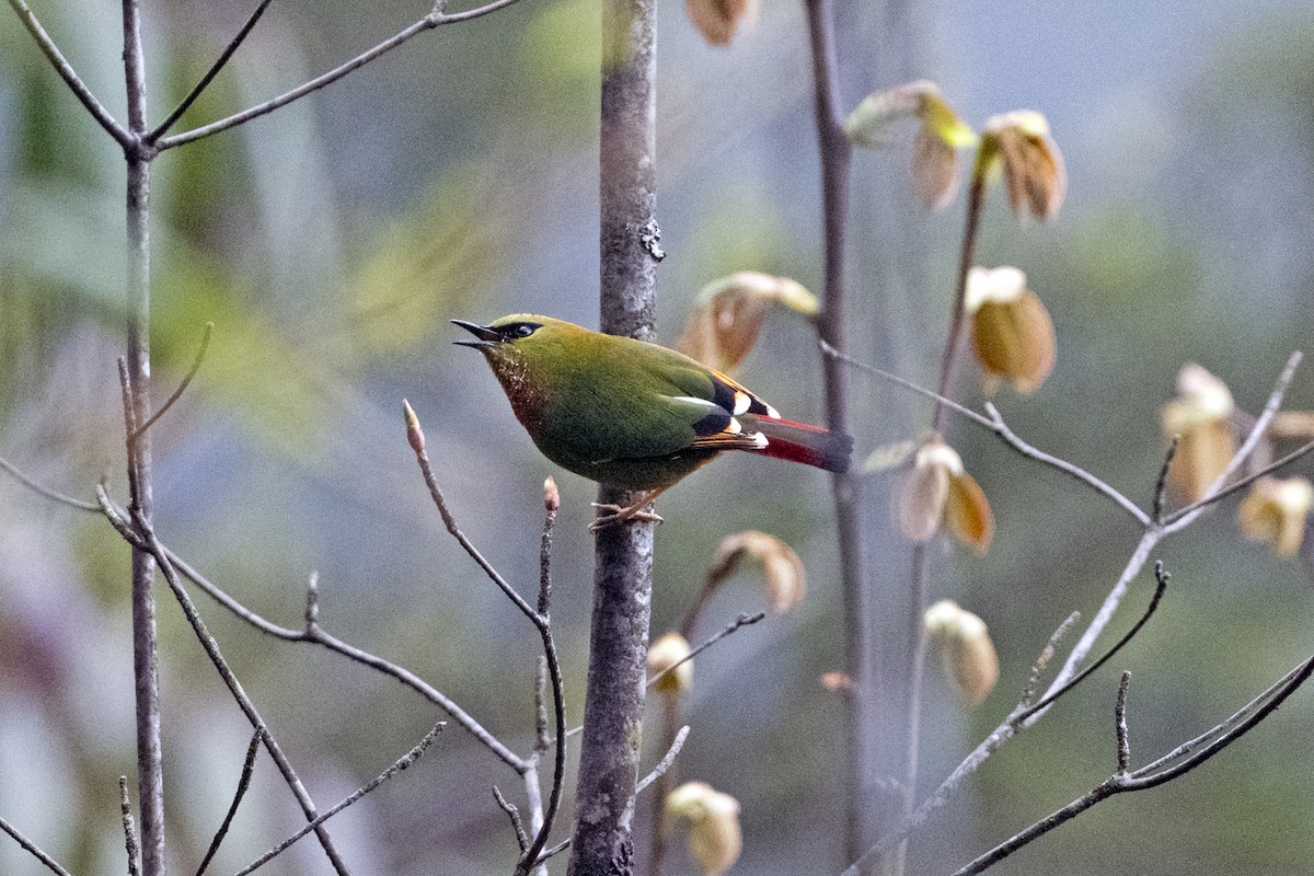 Fire-tailed Myzornis - ML645138087