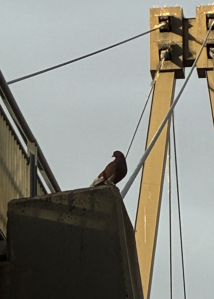 Kaya Güvercini (evcil tip) - ML645138090