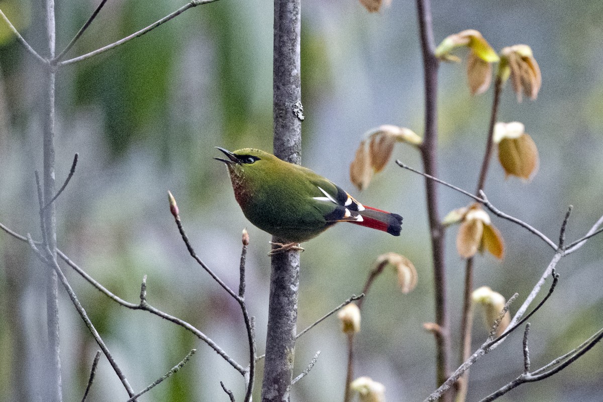 Fire-tailed Myzornis - ML645138093