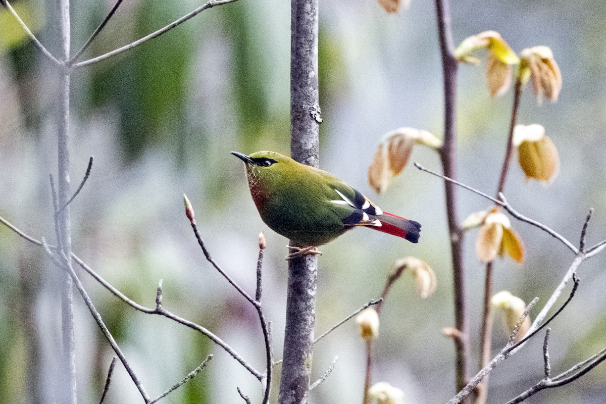 Fire-tailed Myzornis - ML645138094