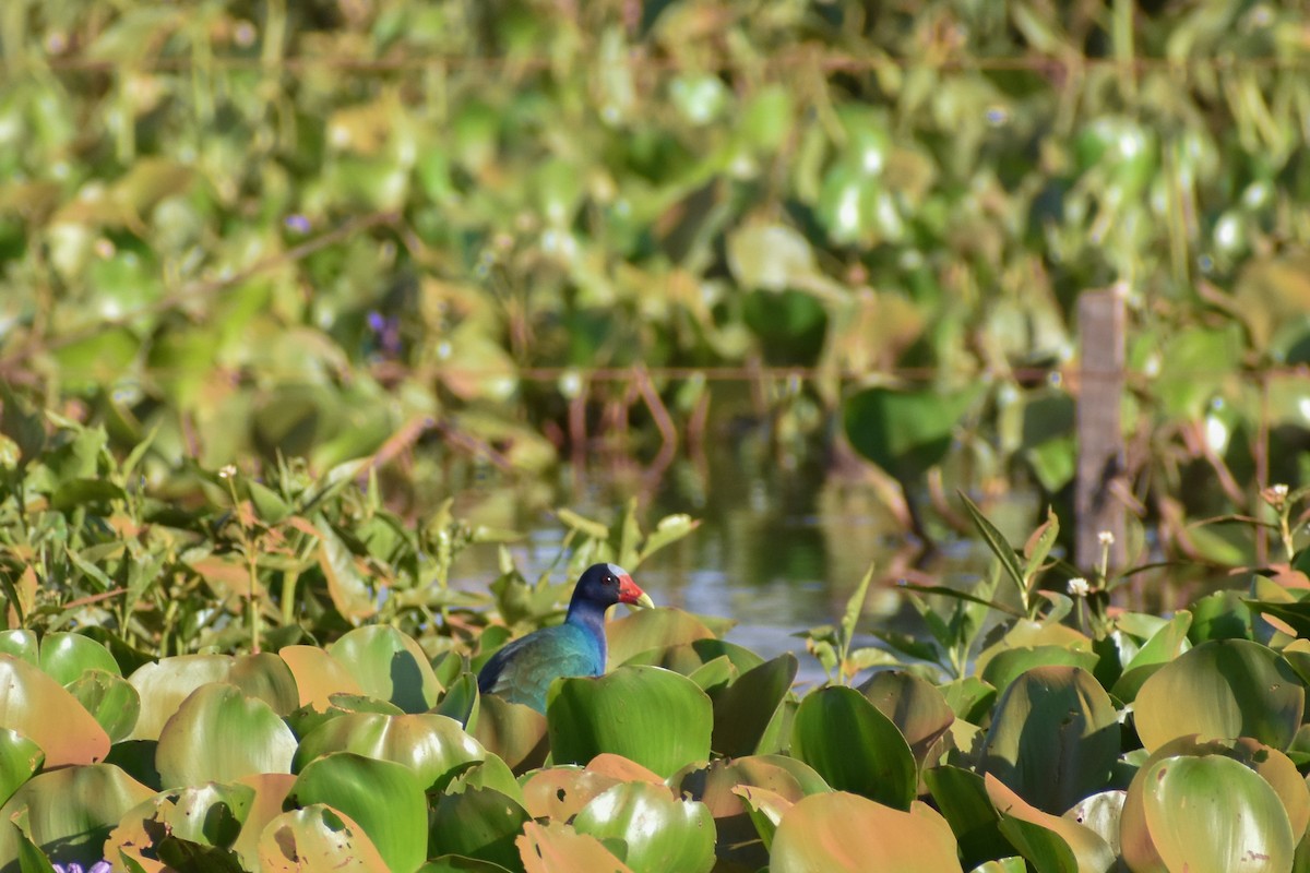 Purple Gallinule - ML645138097