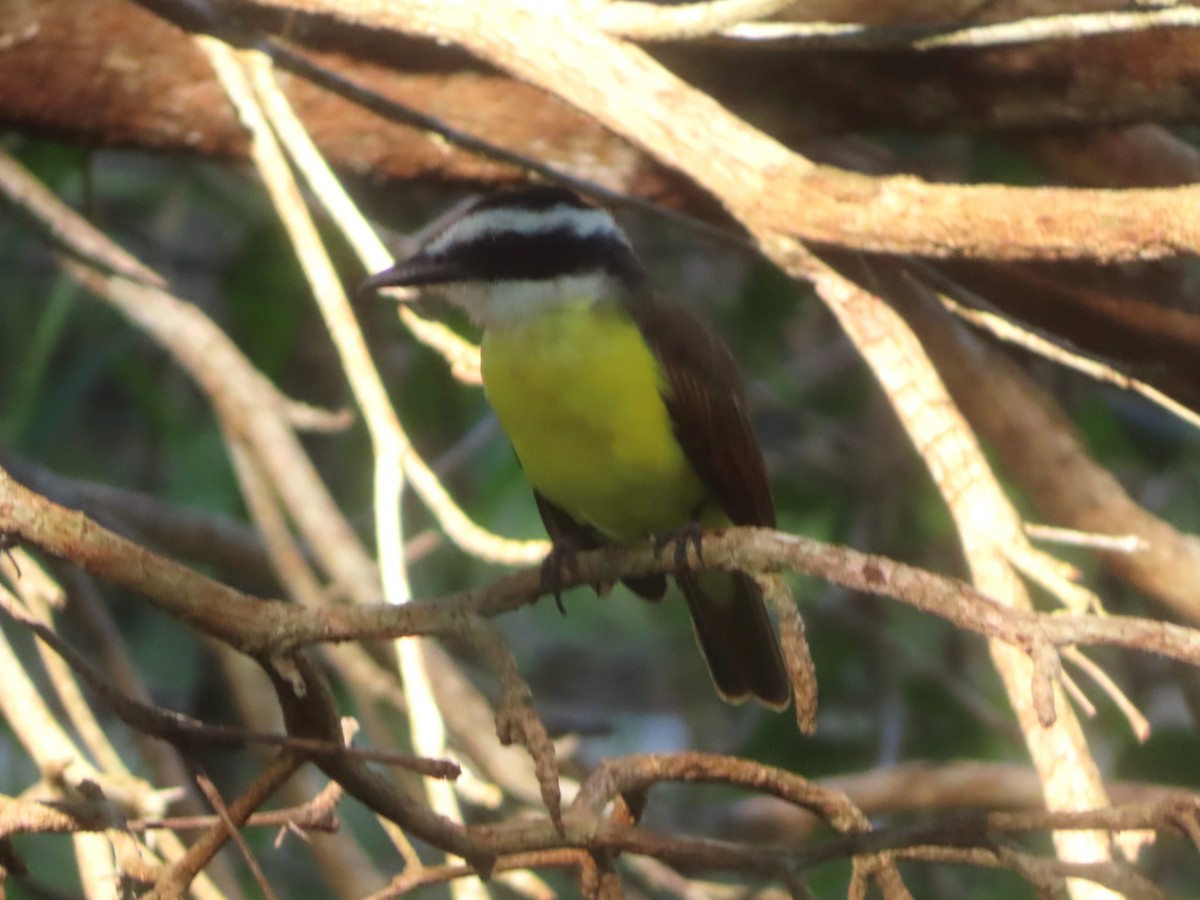 Great Kiskadee - ML645138098