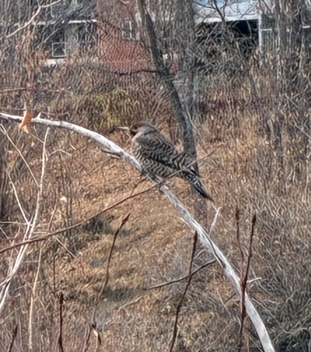 Northern Flicker (Red-shafted) - ML645138118