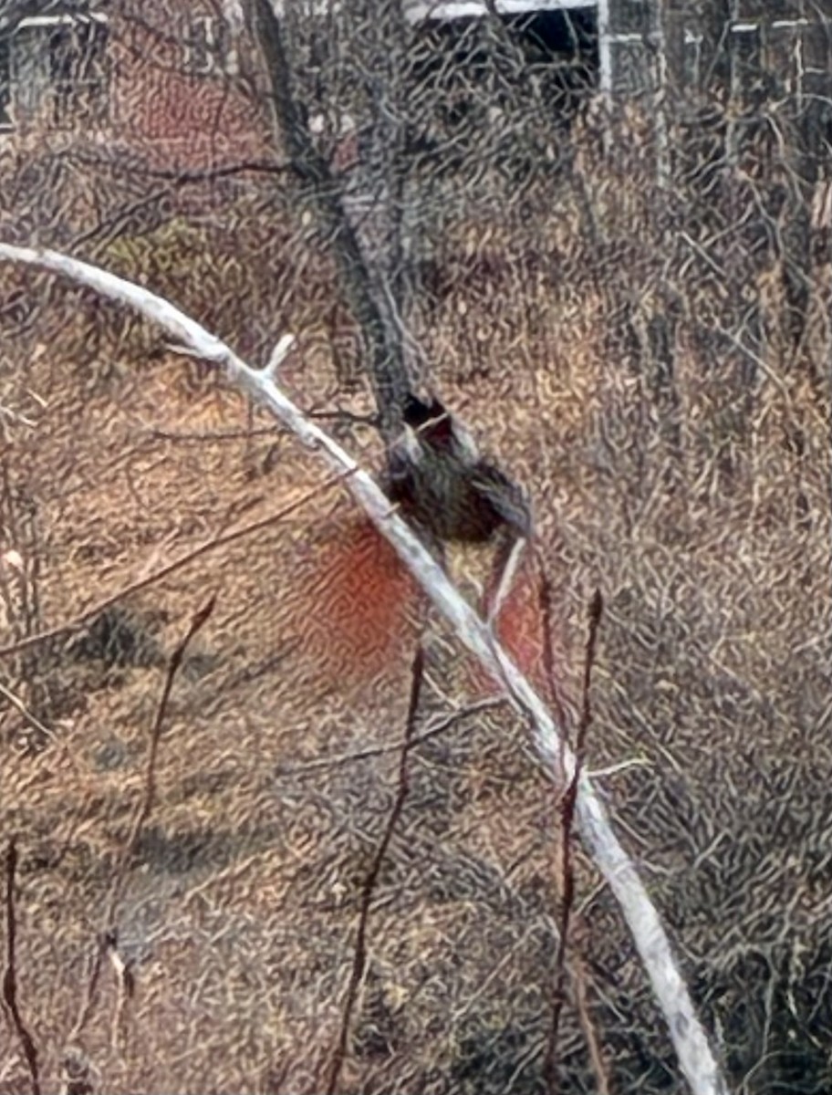 Northern Flicker (Red-shafted) - ML645138119