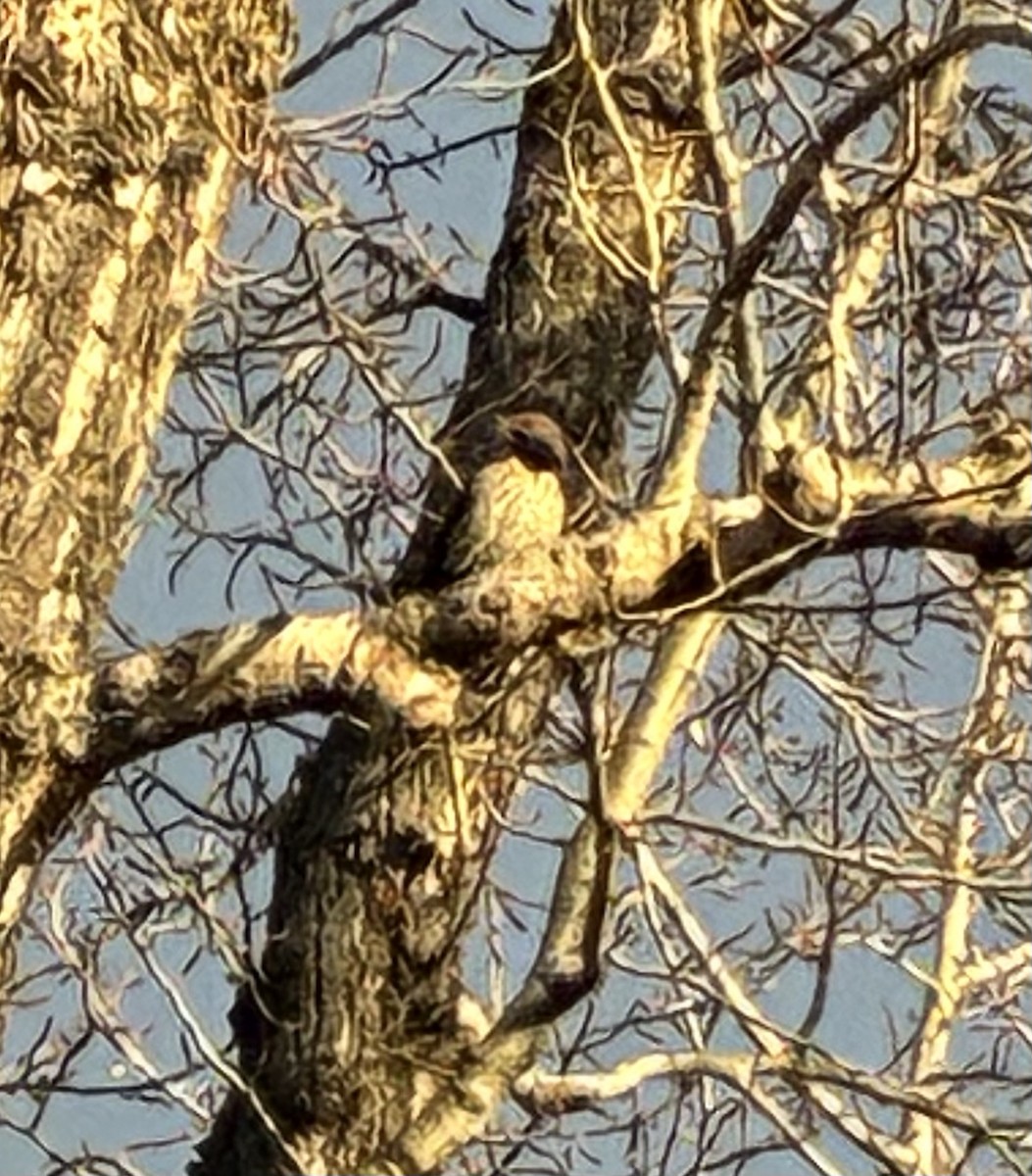 Northern Flicker (Red-shafted) - ML645138120