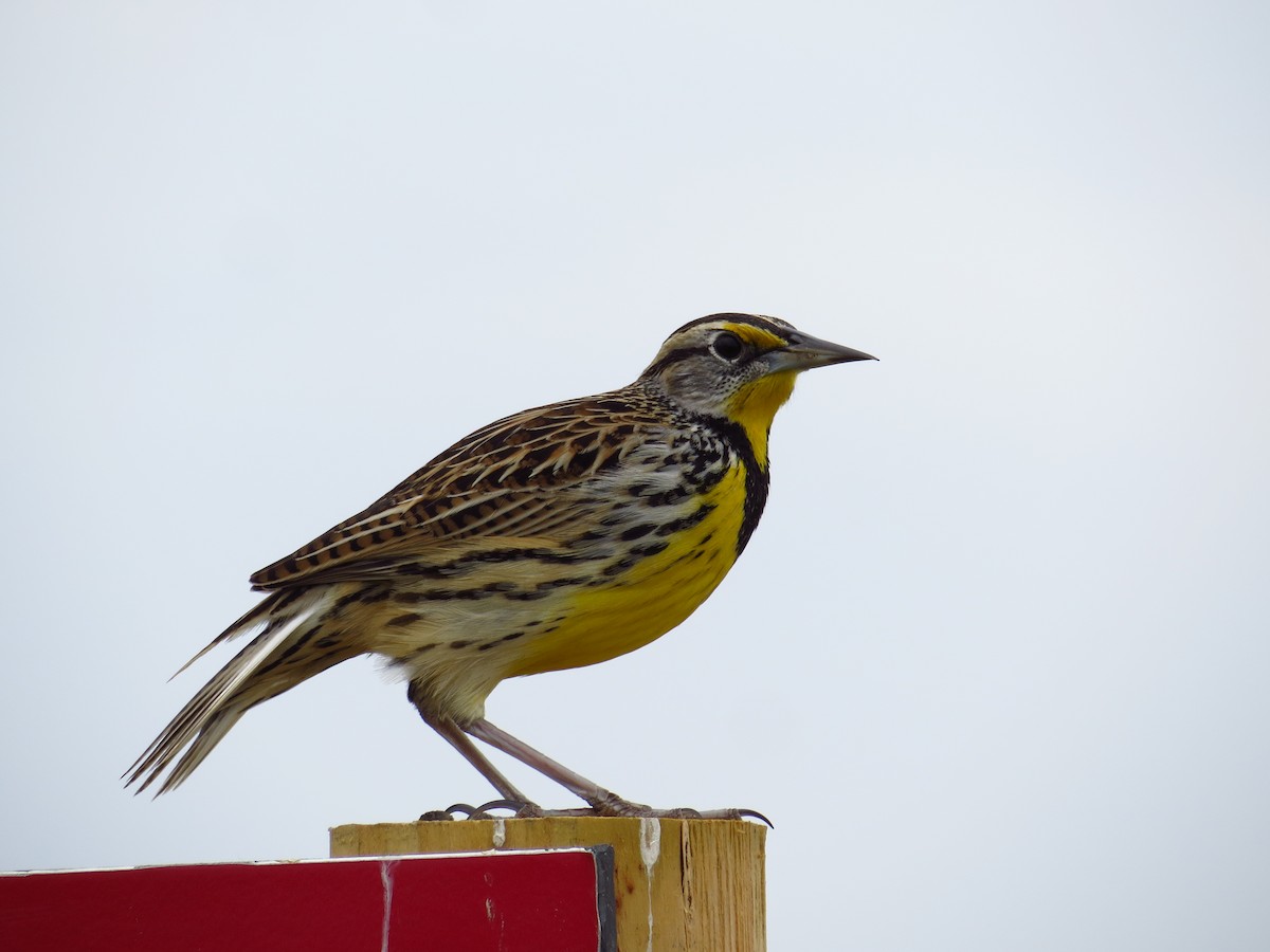 Eastern Meadowlark - ML645138127
