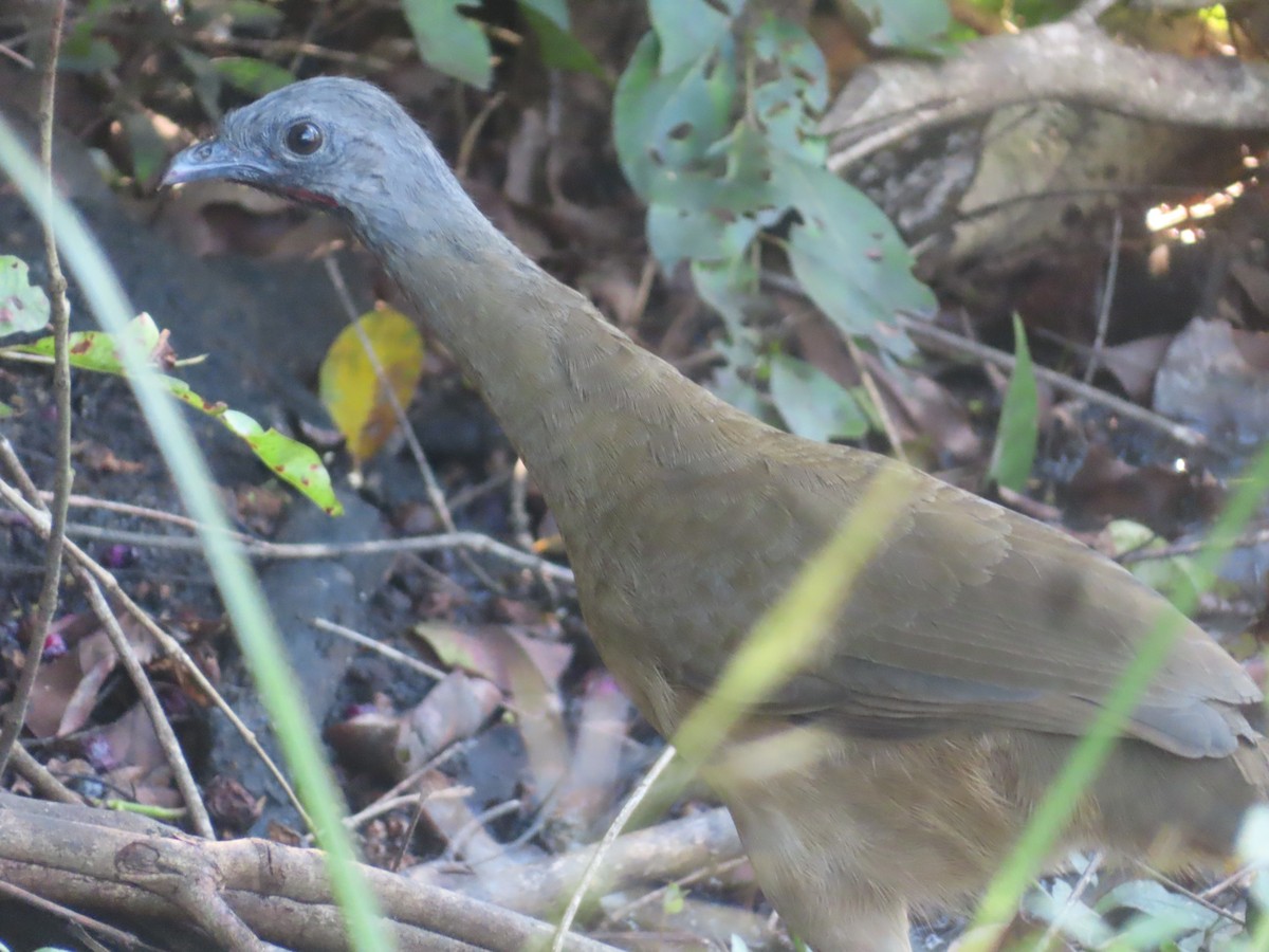 Plain Chachalaca - ML645138130