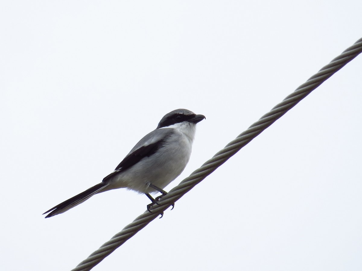 Loggerhead Shrike - ML645138132