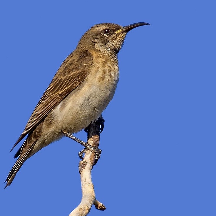 Black Honeyeater - ML645138134