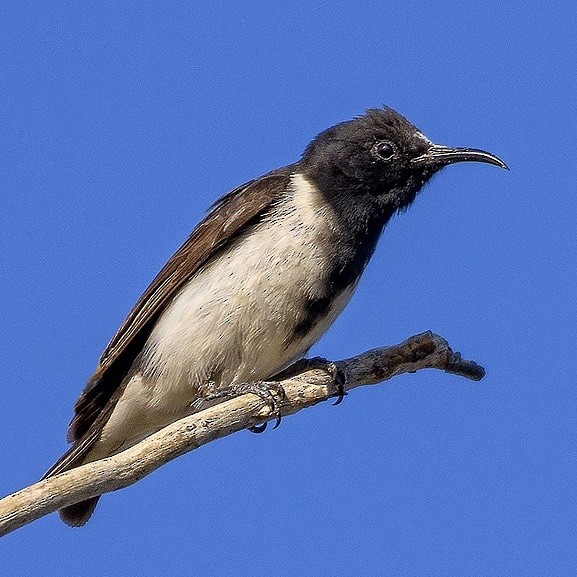 Black Honeyeater - ML645138135