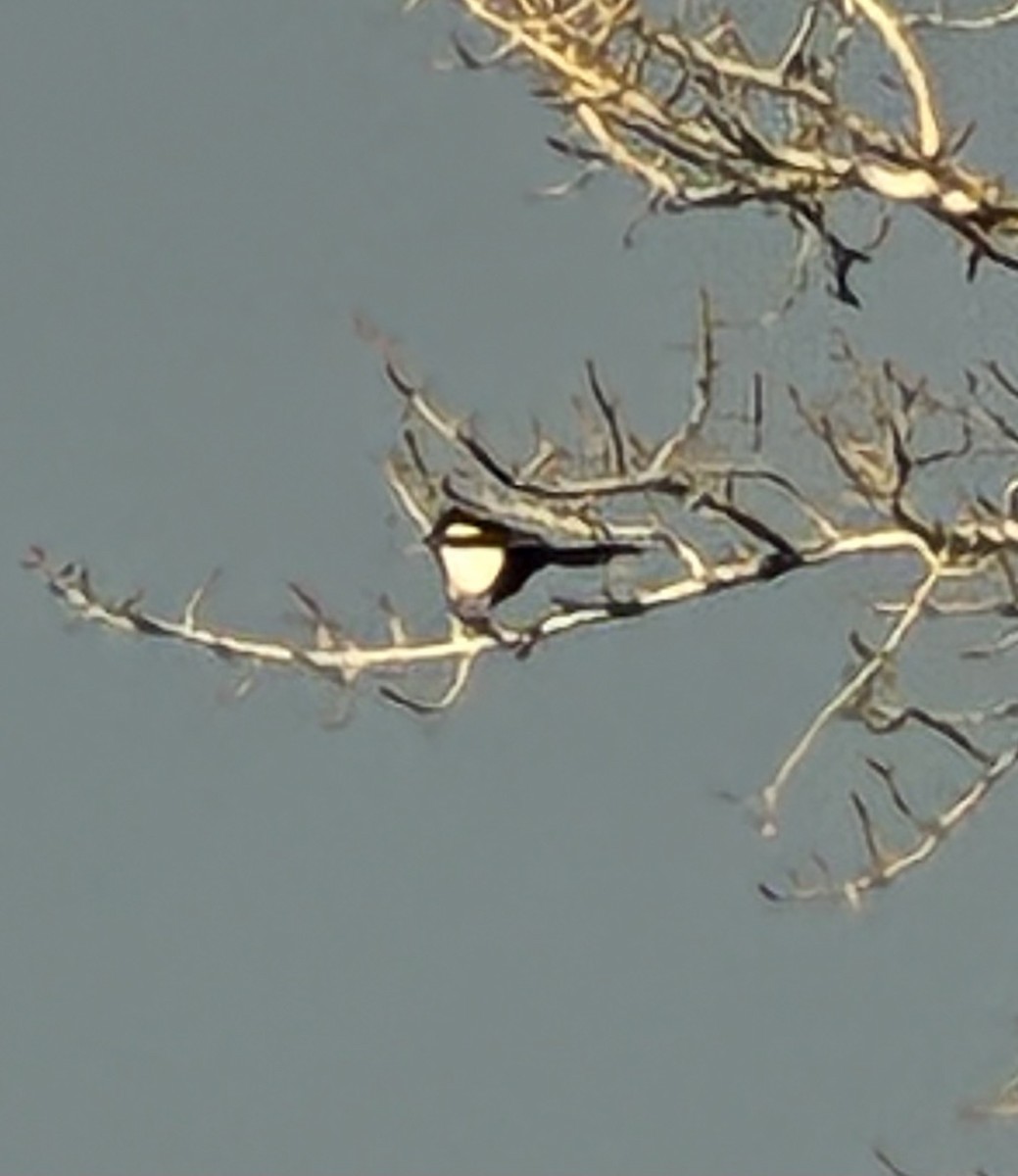 Black-billed Magpie - ML645138161