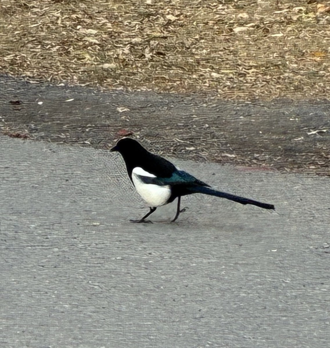 Black-billed Magpie - ML645138162
