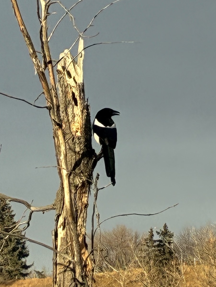 Black-billed Magpie - ML645138163