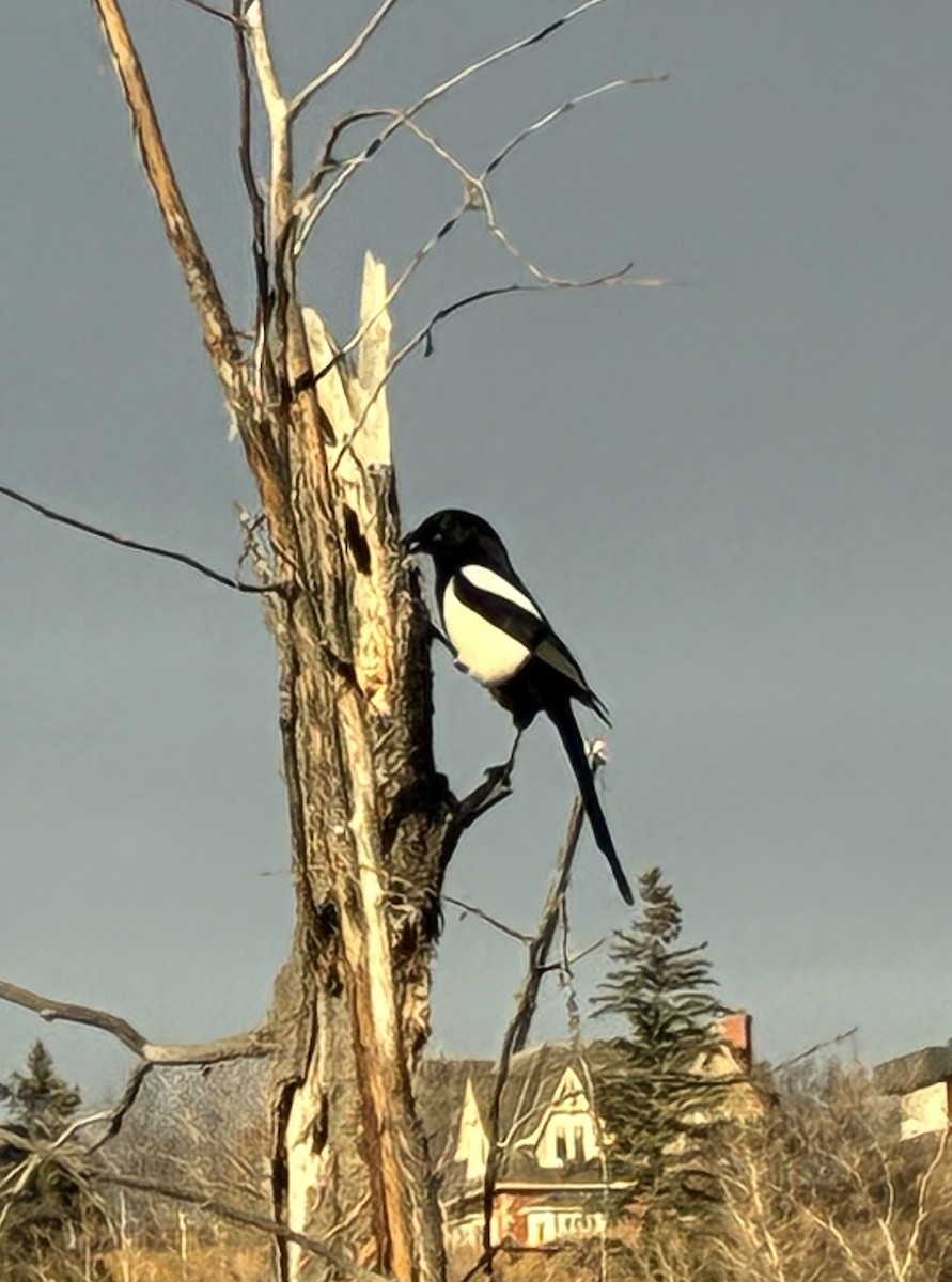 Black-billed Magpie - ML645138164