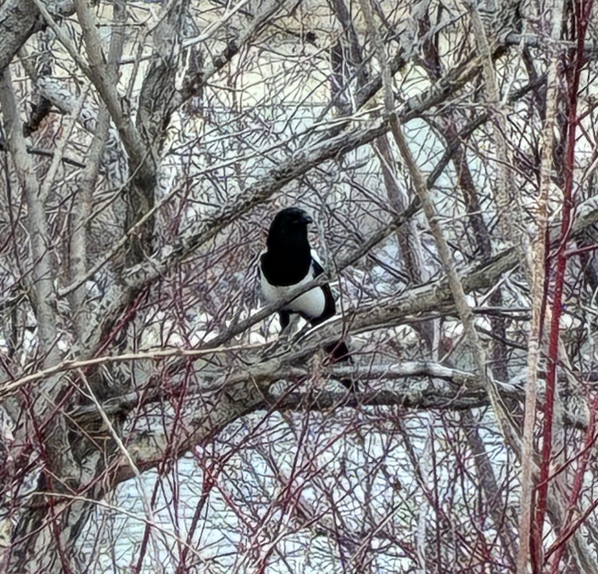 Black-billed Magpie - ML645138165