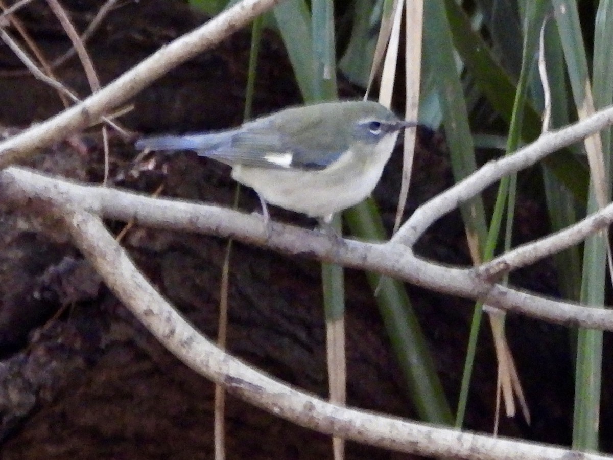 Black-throated Blue Warbler - ML645138166