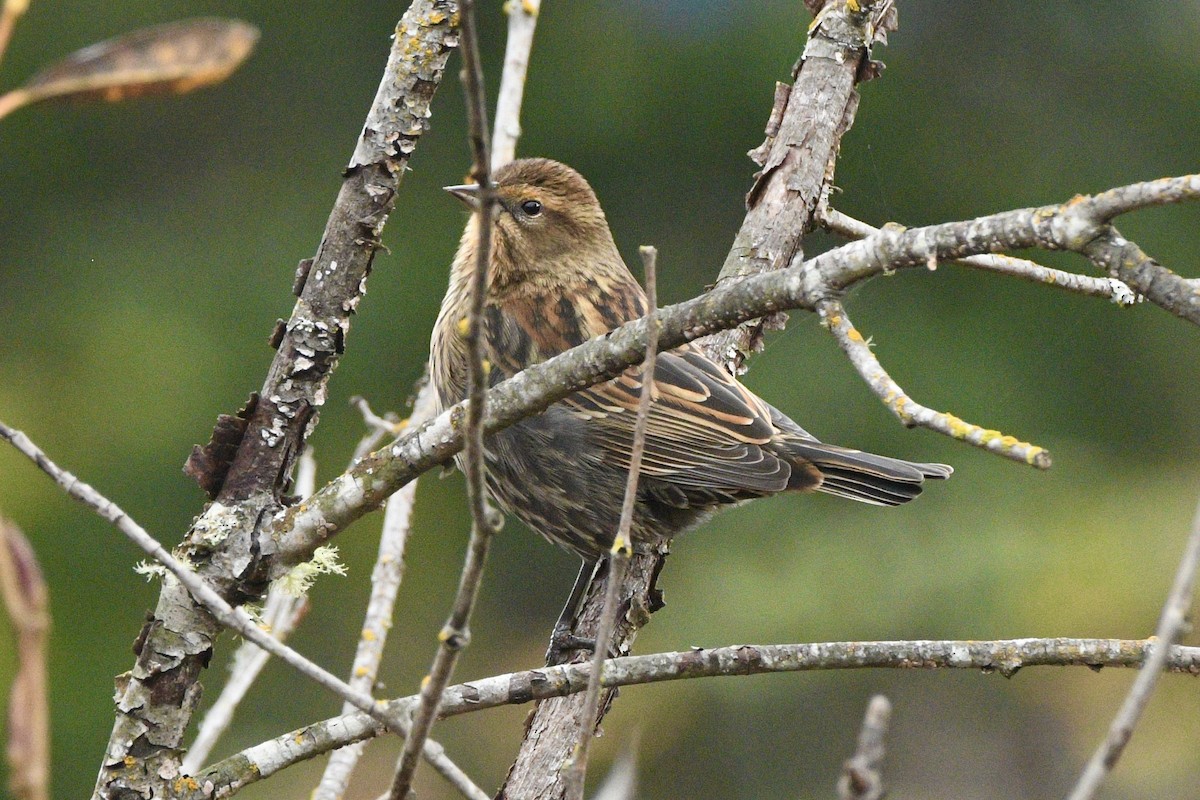 Red-winged Blackbird - ML645138170
