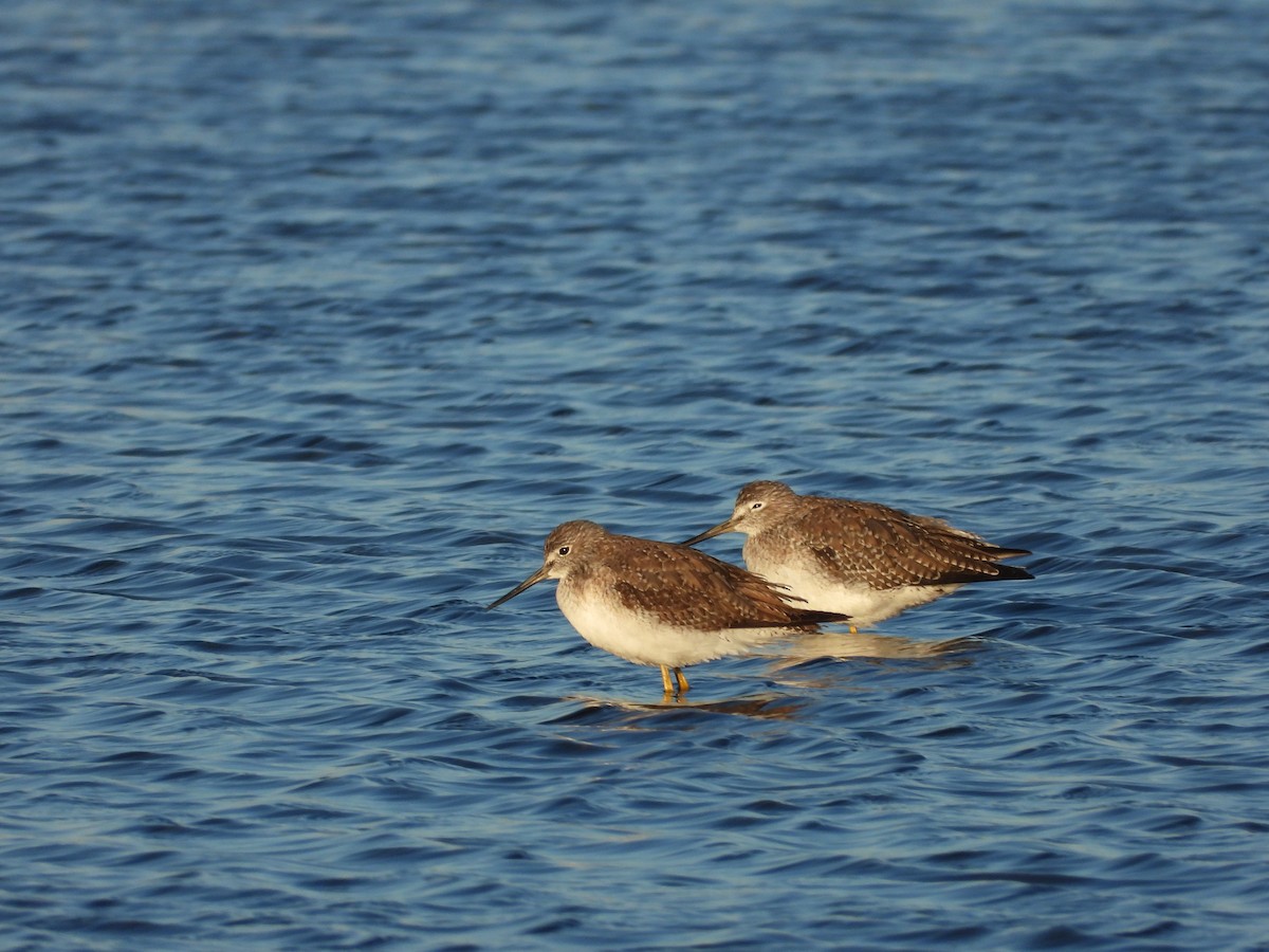 Greater Yellowlegs - ML645138179