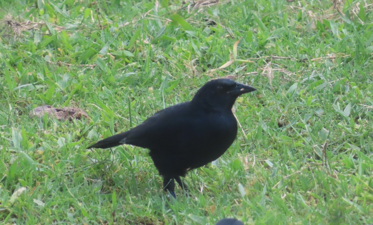 Melodious Blackbird - ML645138186