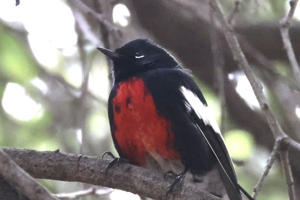 Painted Redstart - ML645138188