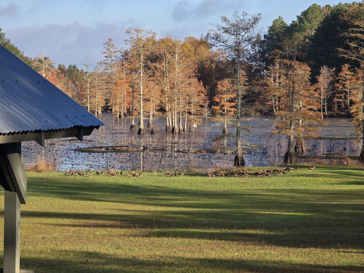 Black-bellied Whistling-Duck (Northern) - ML645138218