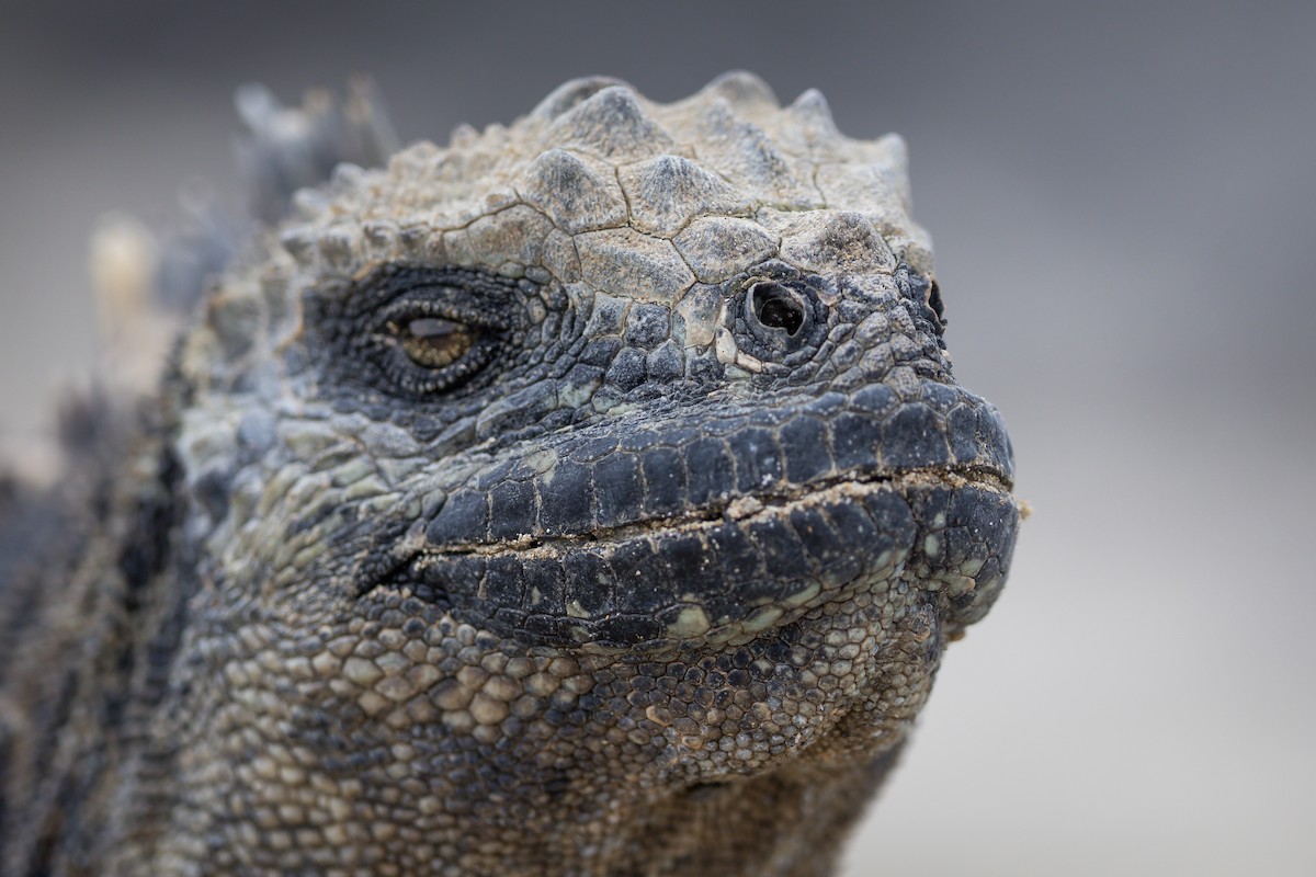 Marine Iguana - ML645138222