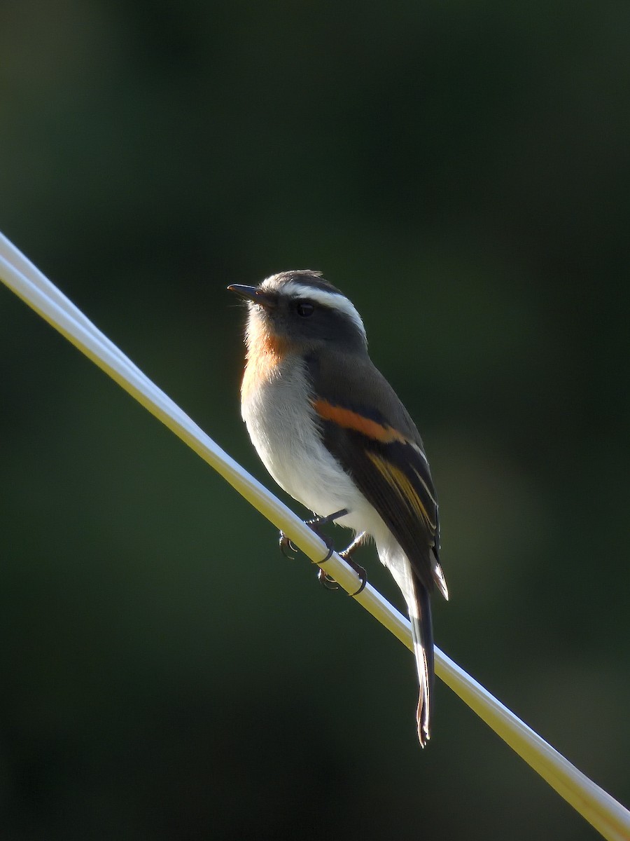 Rufous-breasted Chat-Tyrant - ML645138245