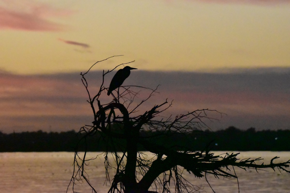 Great Blue Heron (Great Blue) - ML645138265