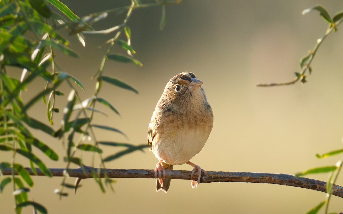 Grasshopper Sparrow - ML645138283