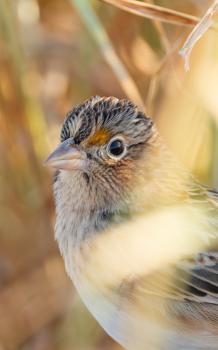 Grasshopper Sparrow - ML645138284