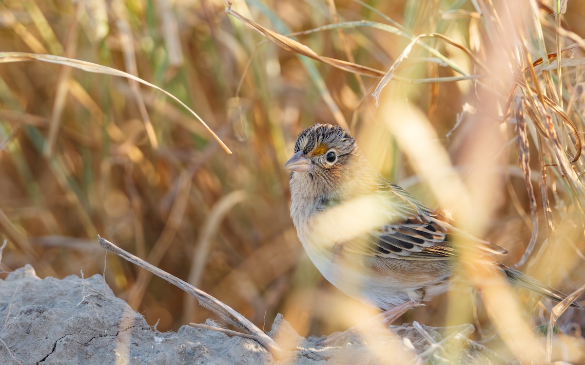 Grasshopper Sparrow - ML645138286