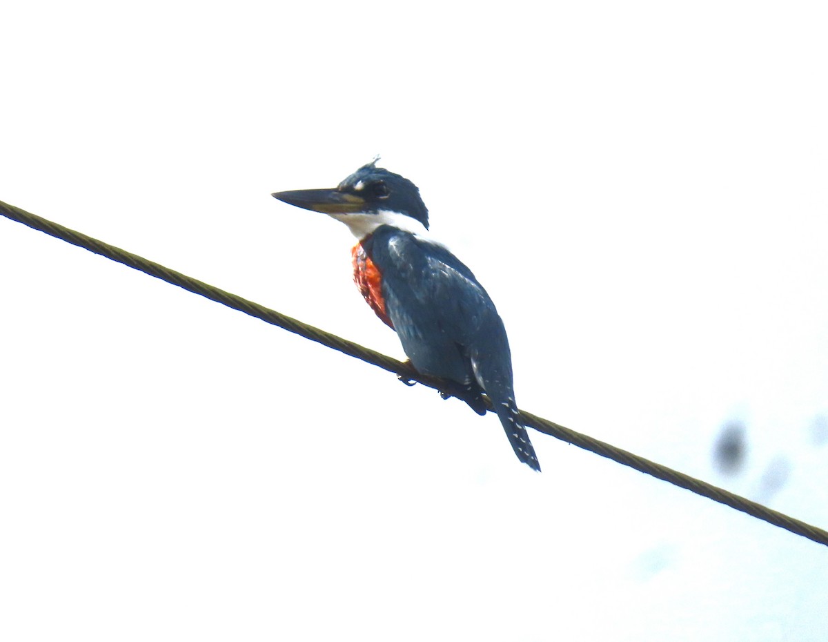 Ringed Kingfisher - ML645138287