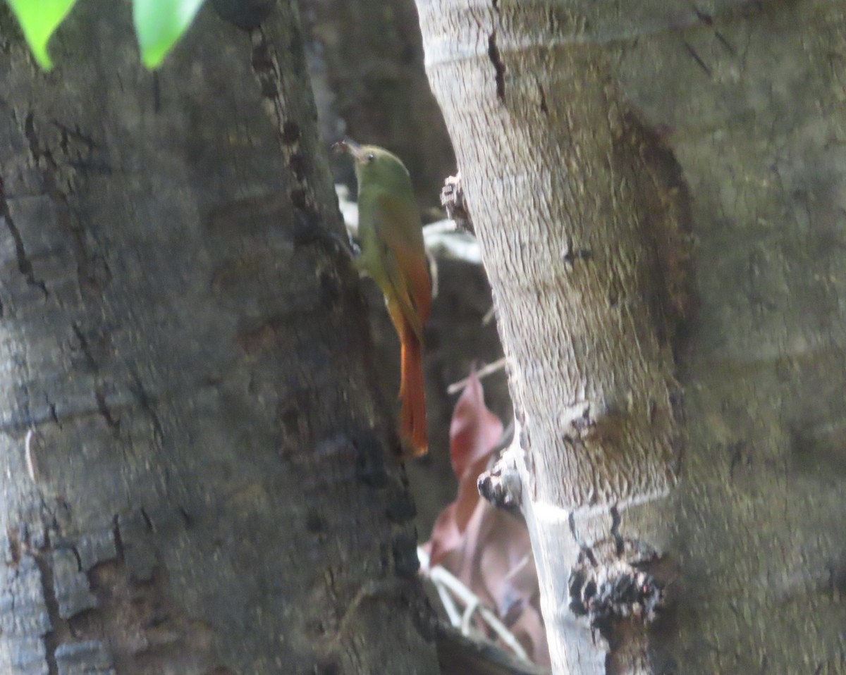 Olivaceous Woodcreeper - ML645138295
