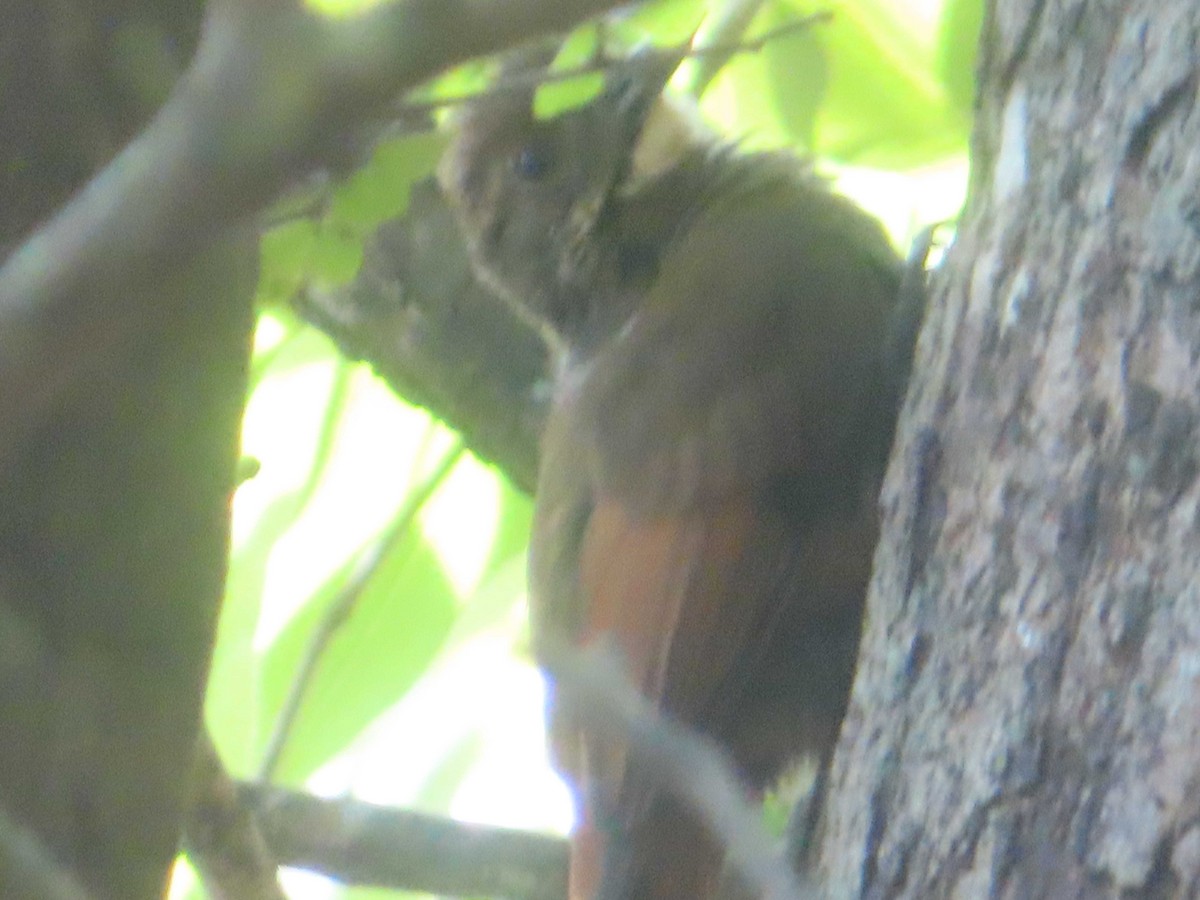 Olivaceous Woodcreeper - ML645138297