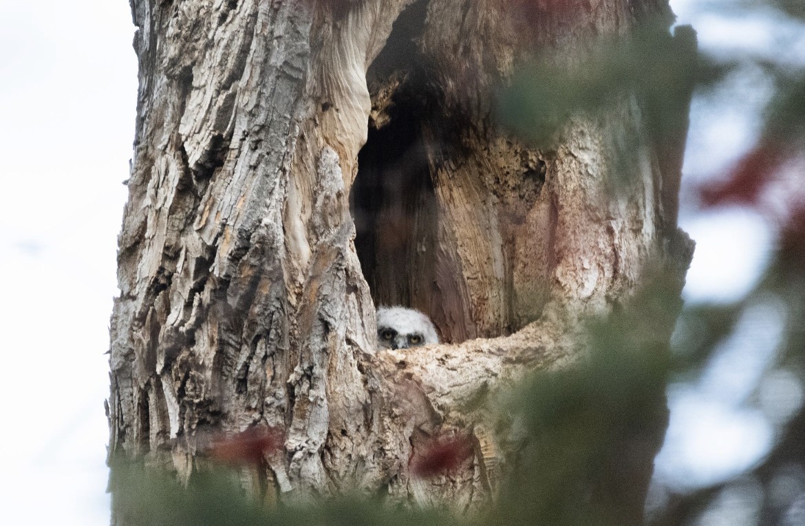 Great Horned Owl - ML645138326