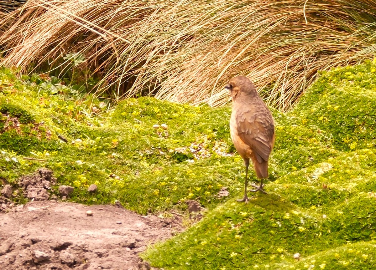 Tawny Antpitta - ML645138333