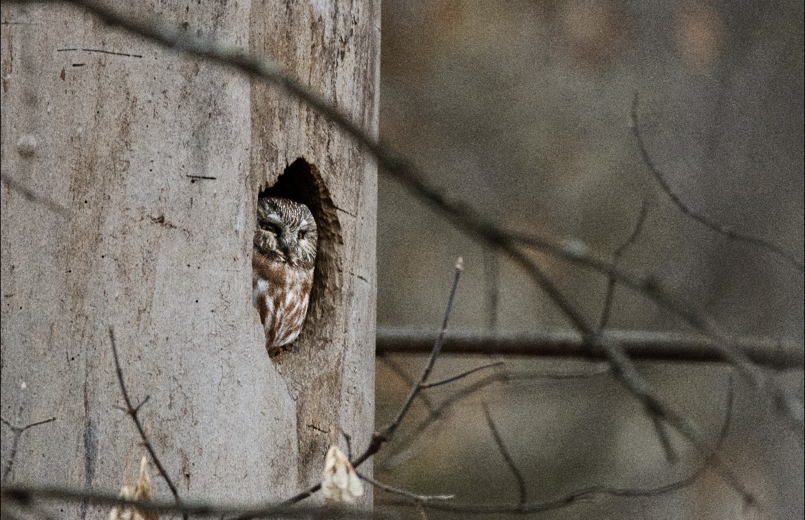 Northern Saw-whet Owl - ML645138337