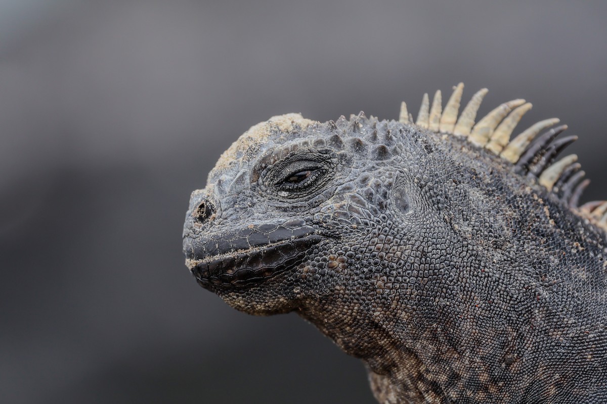 Marine Iguana - ML645138338