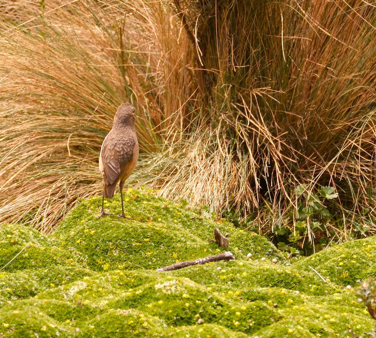 Tawny Antpitta - ML645138339