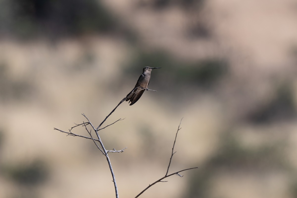 Giant Hummingbird - ML645138355