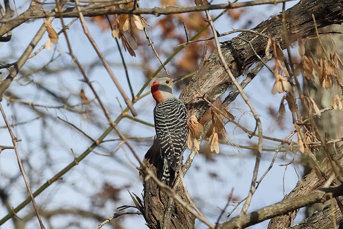 Carolinaspecht - ML645138356