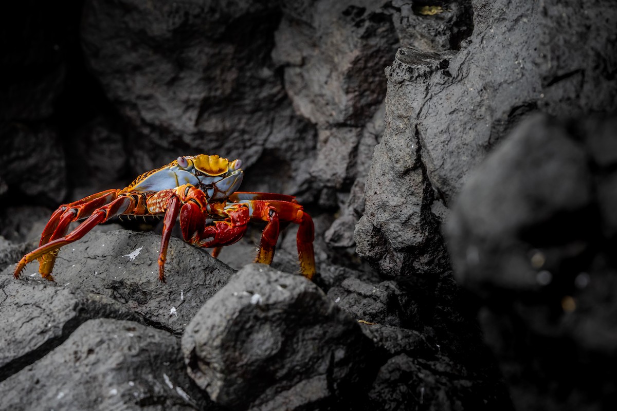 Sally Lightfoot Crab - ML645138363