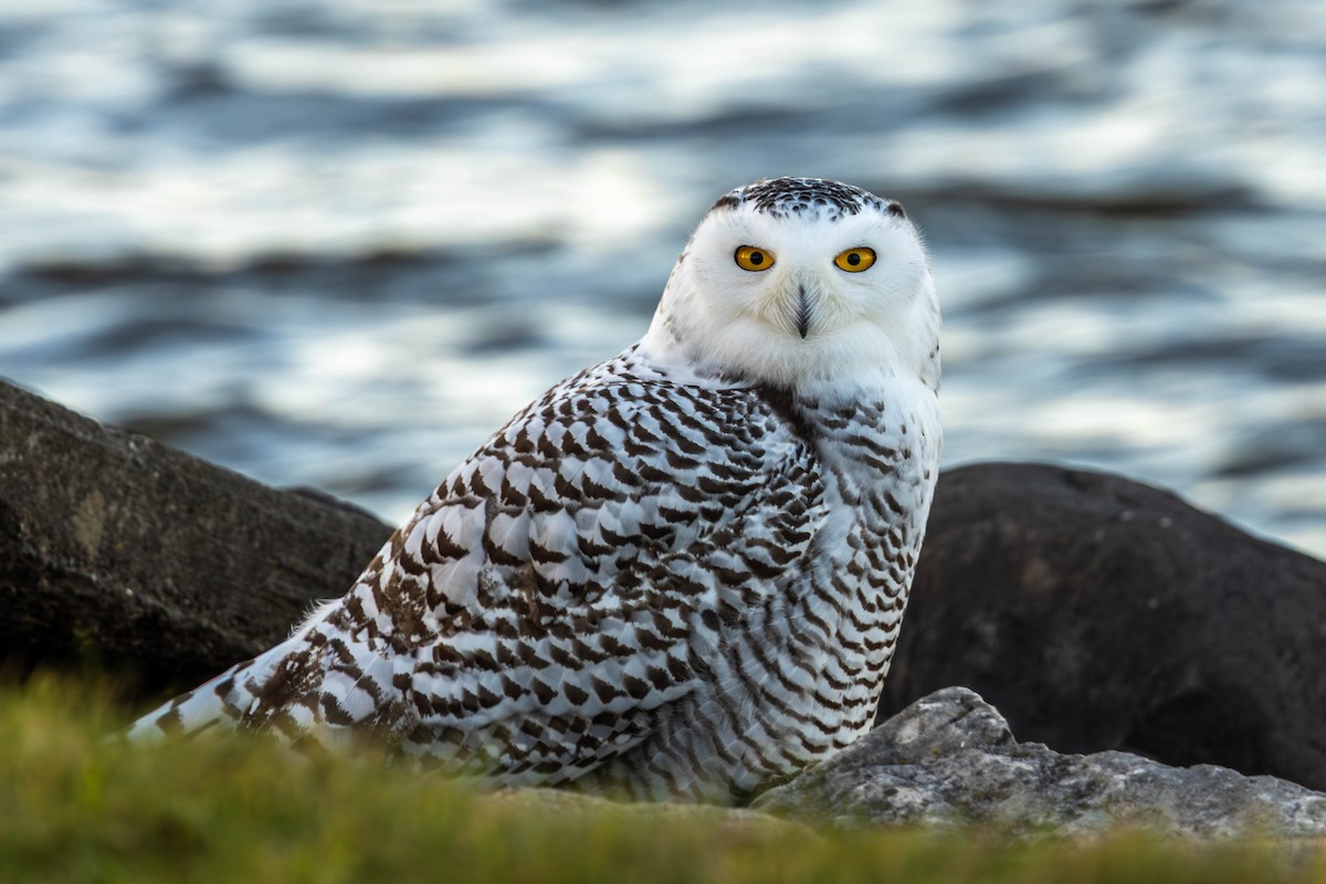 Snowy Owl - ML645138376