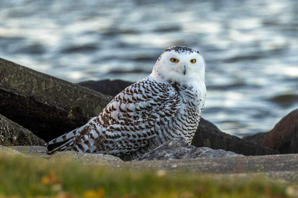 Snowy Owl - ML645138377