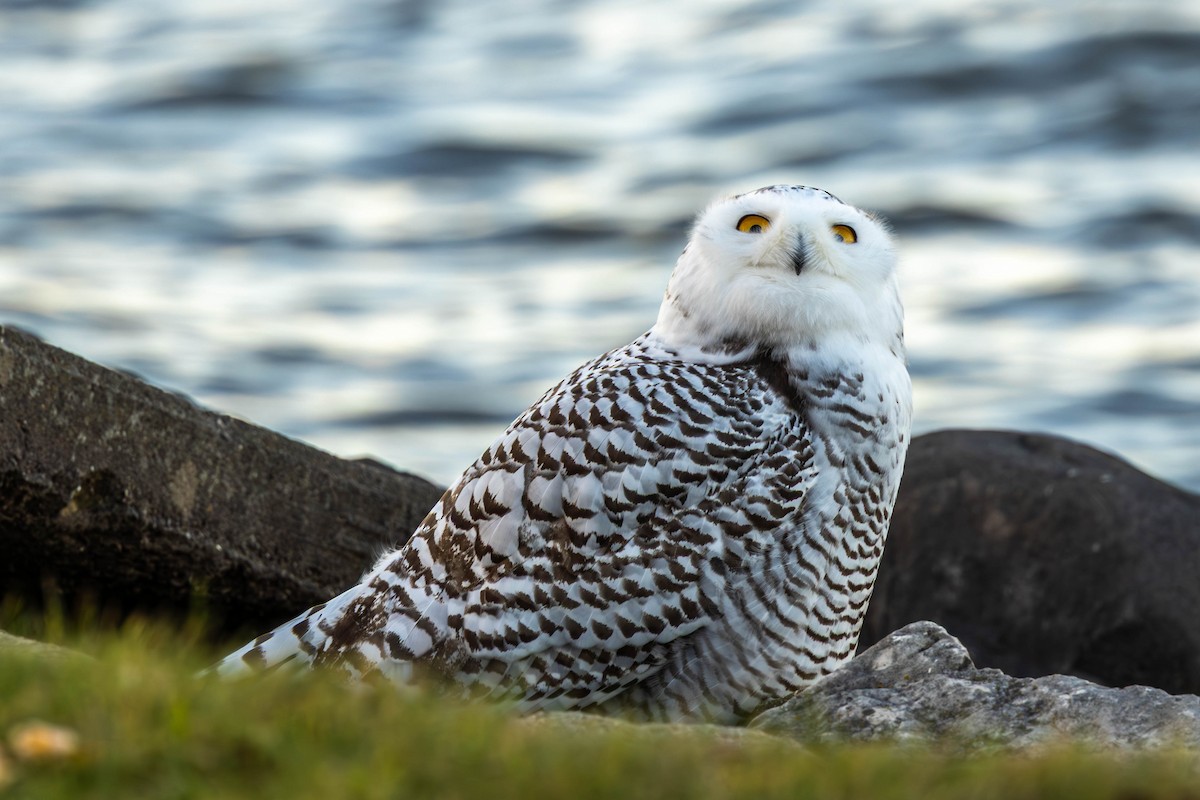 Snowy Owl - ML645138378