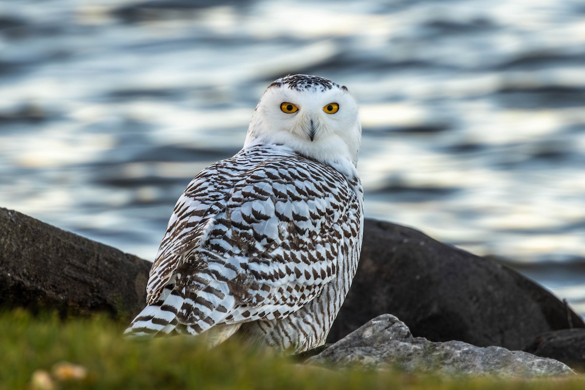 Snowy Owl - ML645138379