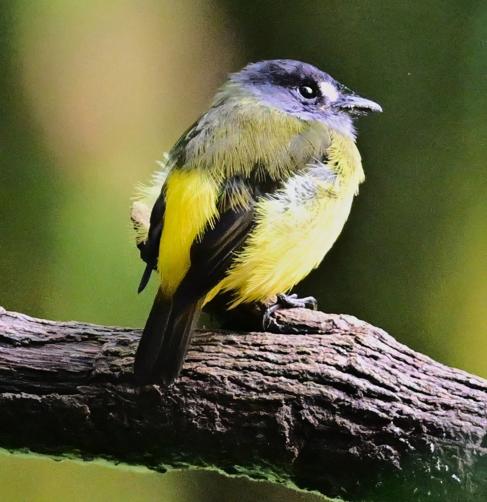 Ornate Flycatcher - ML645138412