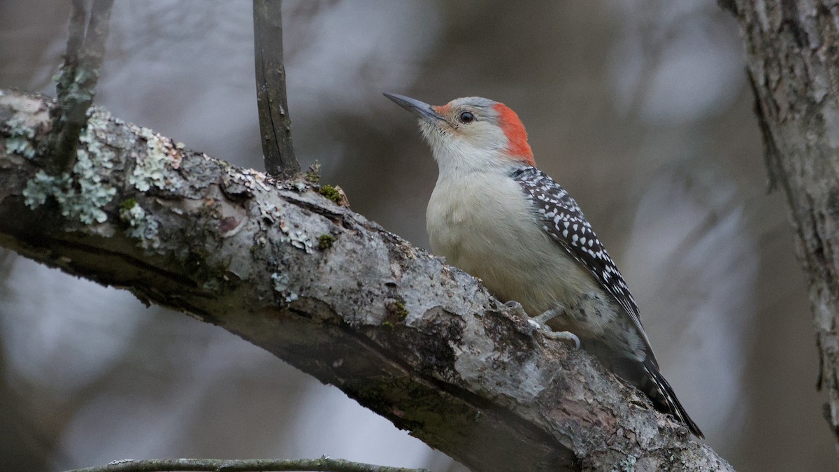 Carolinaspecht - ML645138431